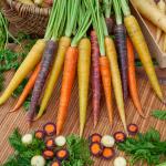 Potagères - Carotte Mélange de couleurs - face recto